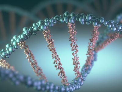 Artist's conception of the DNA double helix