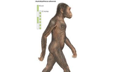 Australopithecus afarensis