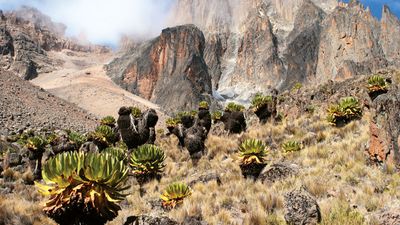 Mount Kenya in Mount Kenya National Park is the highest mountain in Africa. UNESCO World Heritage Site. Giant Lobelia in foreground.  (Mt. Kenya; Mt. Kenya National Park;  mountains; rugged mountain; African geography, African landscape, stratovolcano)