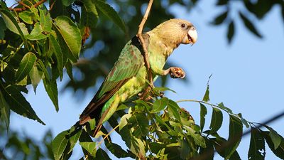 A Cape parrot, South Africa.