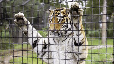 A zoo tiger