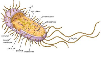 bacterial cell, antibiotic resistance, prokaryotic cell