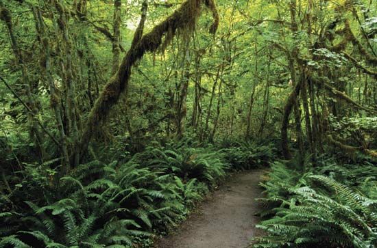 Olympic National Park: Hoh Rainforest