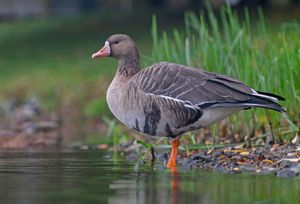 white-fronted goose