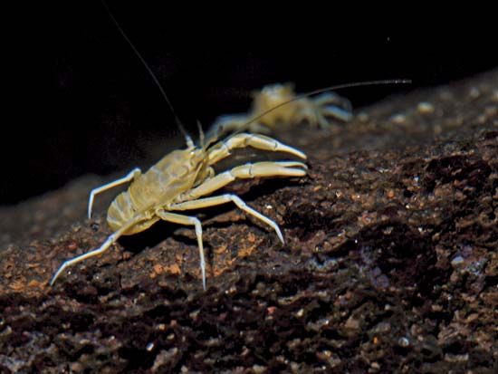 squat lobster