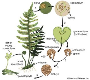 fern: life cycle