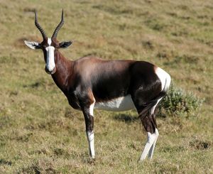 bontebok