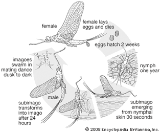 Mayfly life cycle