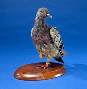 Cher Ami