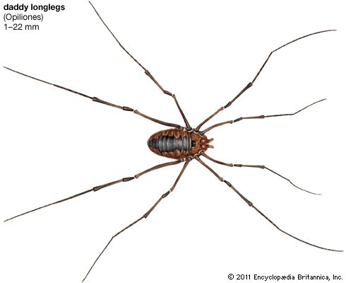 Daddy longlegs
