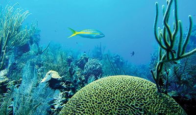 Coral reef with Yellowtail Snapper in the Belize Barrier Reef, Belize (Mesoamerican Barrier Reef System)