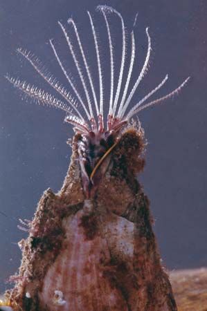 Barnacle