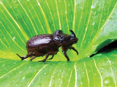 European rhinoceros beetle